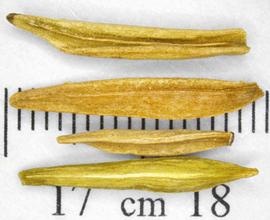   Seeds:   Wrightia tinctoria ; Photo by N. Diaz, USDA APHIS PPQ, imageID.idtools.org
